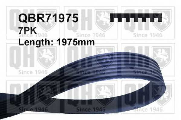 quintonhazell qbr71975